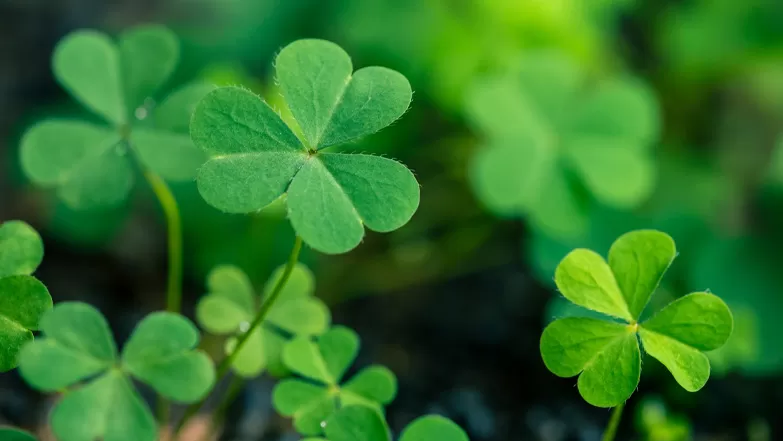 Shamrocks Close-up